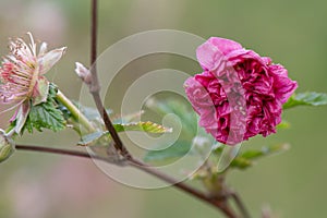 Salmonberry Rubus spectabilis flore plena, double-flowered lilac